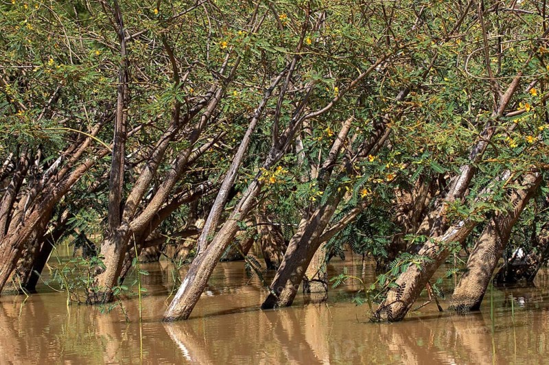 Balsa wood tree, aeschynomene elaphroxylon, trees at Lake Baringo in Kenya