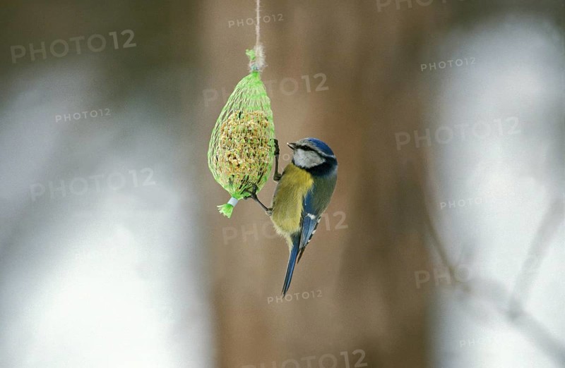 Blue Tit (parus caeruleus), Adult feeding during Winter