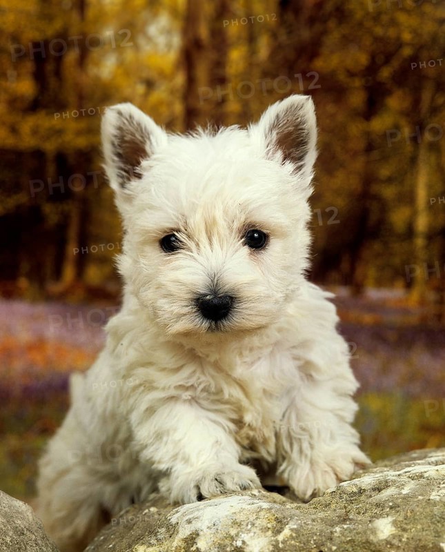 West Highland White Terrier or Westy, puppy