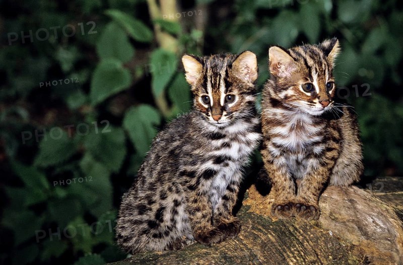 Amur Leopard Cat (prionailurus bengalensis) or Siberian Leopard Cat euptilura, Cub