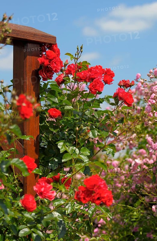 Oberderdingen, rose garden, climbing roses on scaffolding