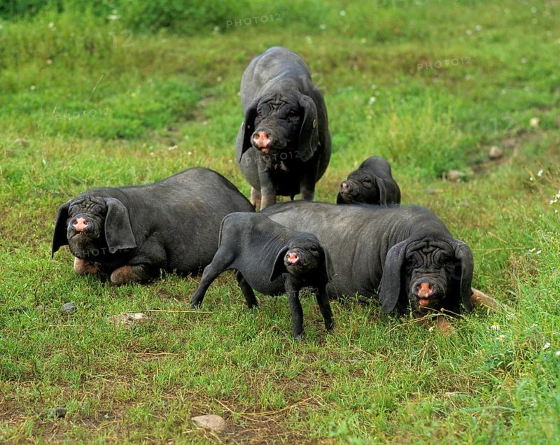 Meishan pig (Sus scrofa f. domestica) Chinese masked pig