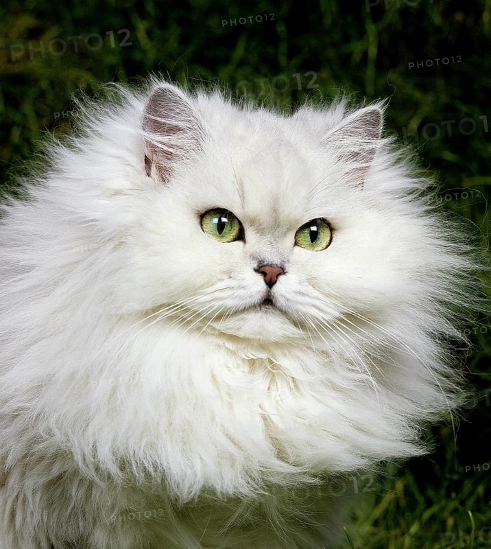 Chinchilla Persian domestic cat, portrait of an adult