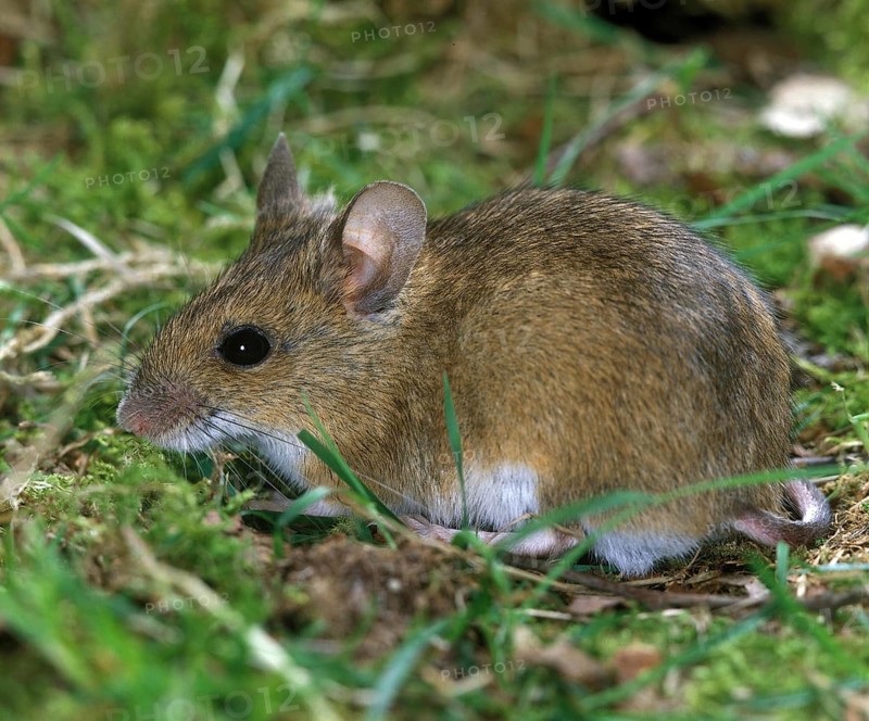 Long Tailed Field Mouse (apodemus sylvaticus), Adult standing on Grass