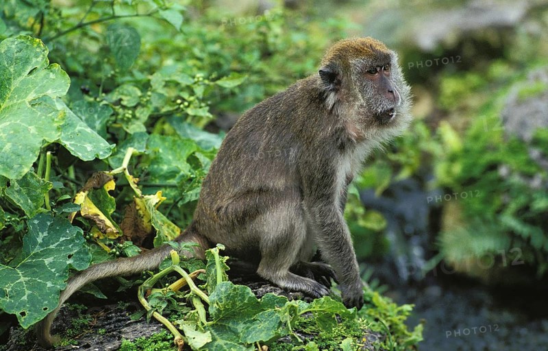 Long Tailed Macaque (macaca fascicularis), Adult sitting