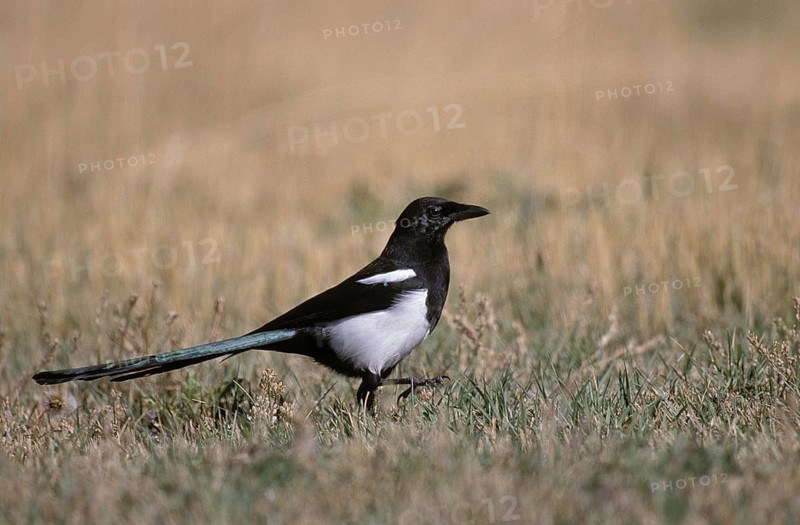 BLACK BILLED MAGPIE (pica pica) WALKING ON GRASS