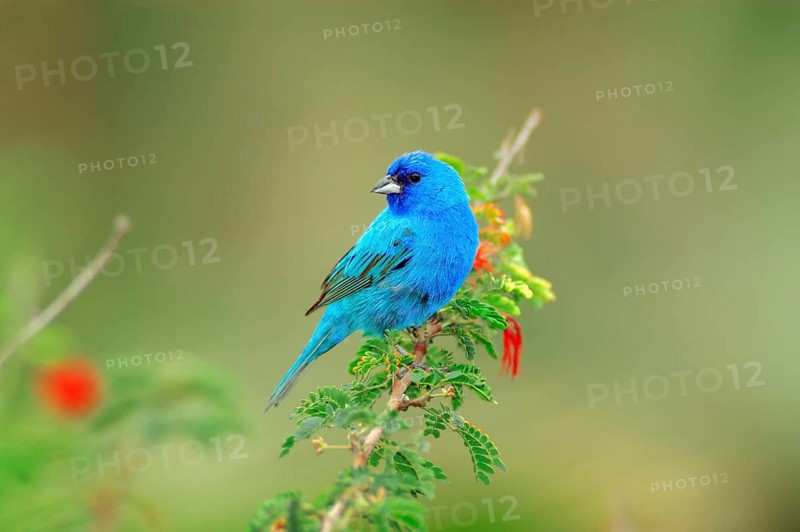 Indigo bunting (Passerina cyanea), male