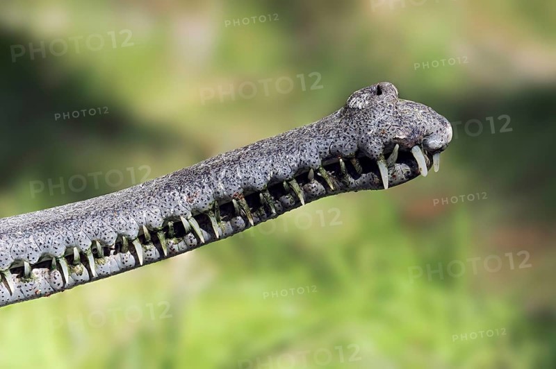 Indian Gharial (Gavialis gangeticus), teath, Gavial