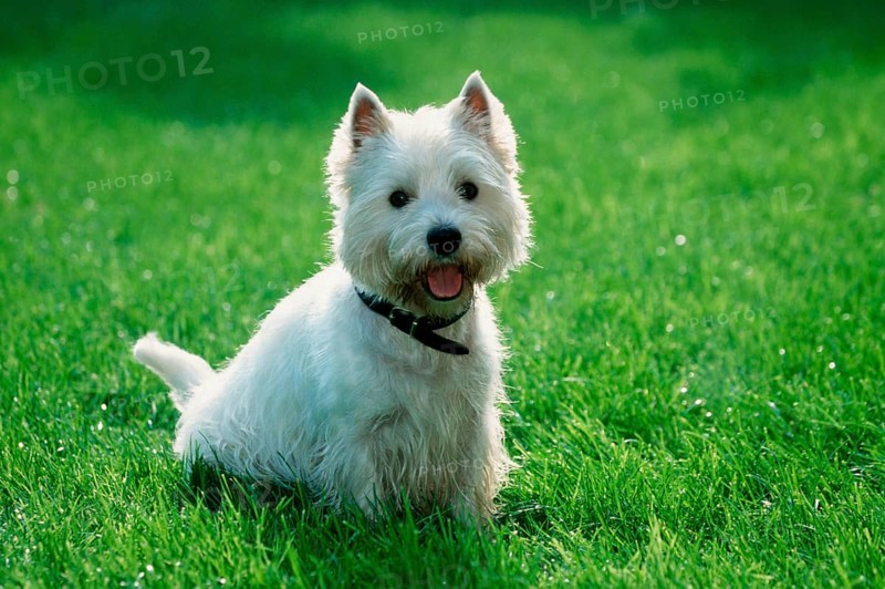 West Highland White Terrier, Westie