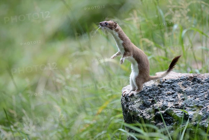 Stoat (Mustela erminea) in summer coat, Grosswiesel, Lower Saxony, Germany, Europe