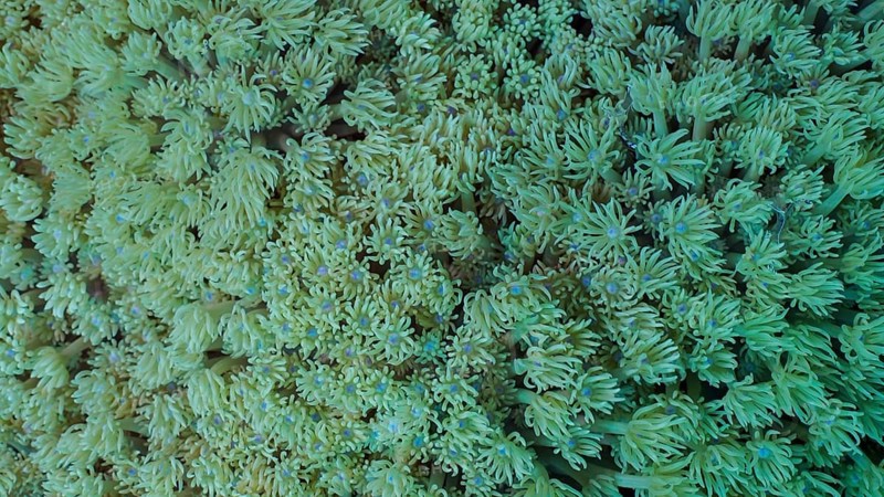 Close-up, Colonies of Flowerpot coral or Anemone coral (Goniopora columna) . Coral polyps feed by filtering on plankton. Natural background of coral polyps, Red sea, Egypt, Africa