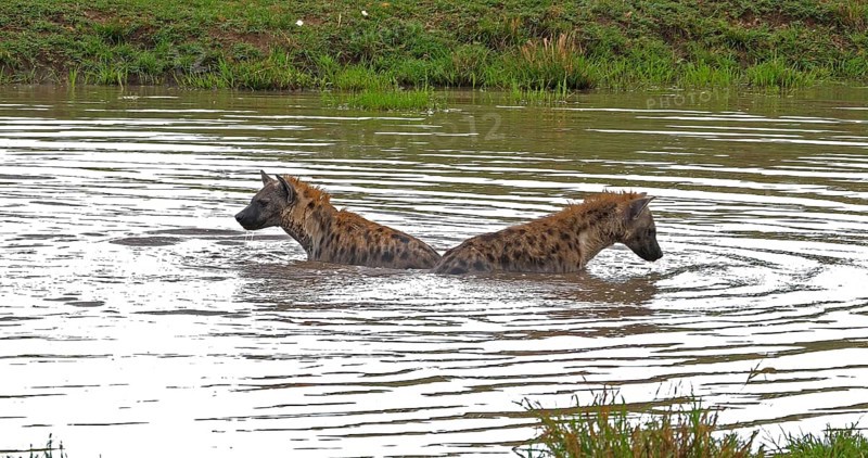 Spotted Hyena (crocuta crocuta), Adults playing in water, Masai Mara Park in Kenya