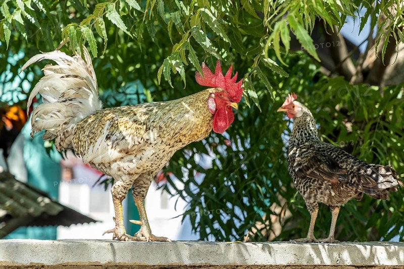 Domestic fowl, cock and hen, Gili Trawangan, Lombok, West Nusa Tenggara, Indonesia, Southeast Asia, Asia
