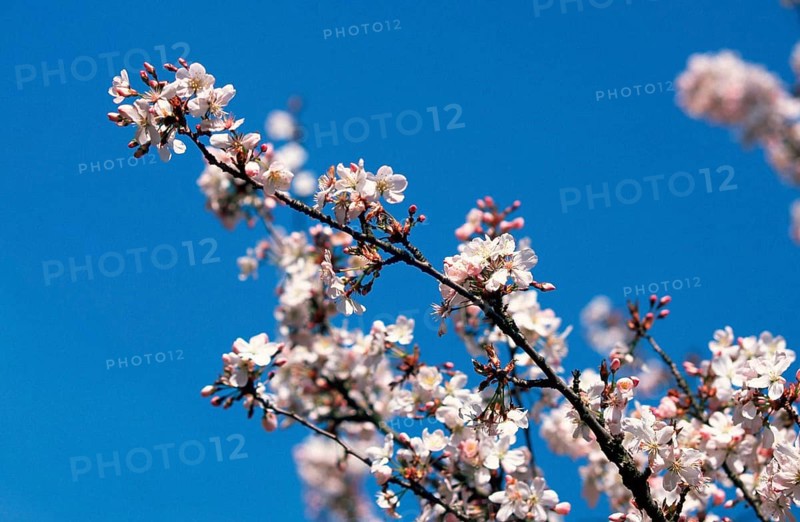 Prunus × yedoensis (Prunus x yedoensis), Yoshino cherry, blossoms, rose family, Rosaceae, ornamental plants, branch, twig, blossom, pink, spring, landscape, horizontal