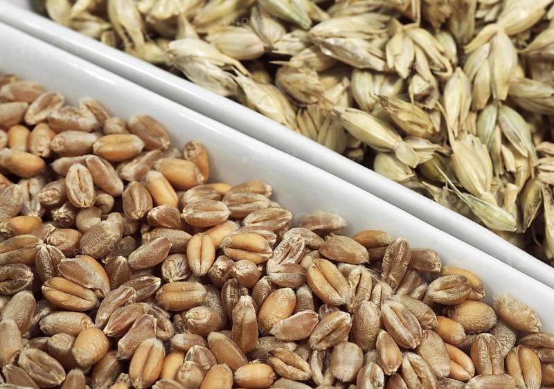 WHEAT GRAINS FOR FLOUR