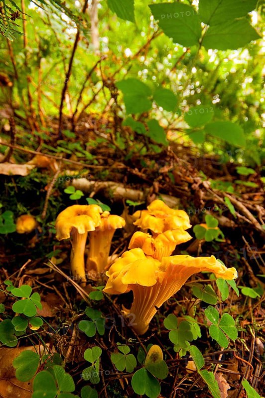 Chanterelle (Cantharellus cibarius) Rhineland-Palatinate, Germany, Europe