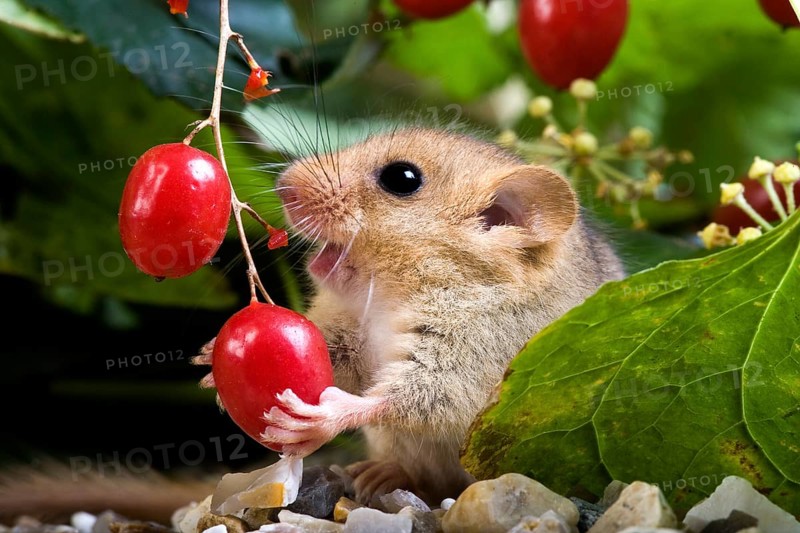 Hazel dormouse (muscardinus avellanarius), adult eats berries, Normandy