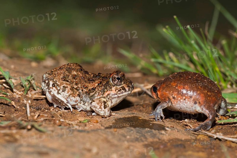 Tremolo Sand Frog, juvenile, and Bushveld Rain Frog, juvenile, blown up for defence, Hidden Valley, KwaZulu-Natal, South Africa (Tomopterna cryptotus) (Breviceps adspersus)