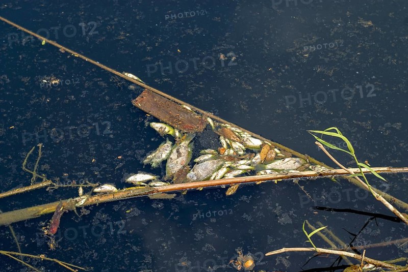 Dead fish along the banks of the River Noyyal, following mass death of fish owing to discharge of dyeing unit effluents into the River. Coimbatore, Tamil Nadu, South India, India, Asia