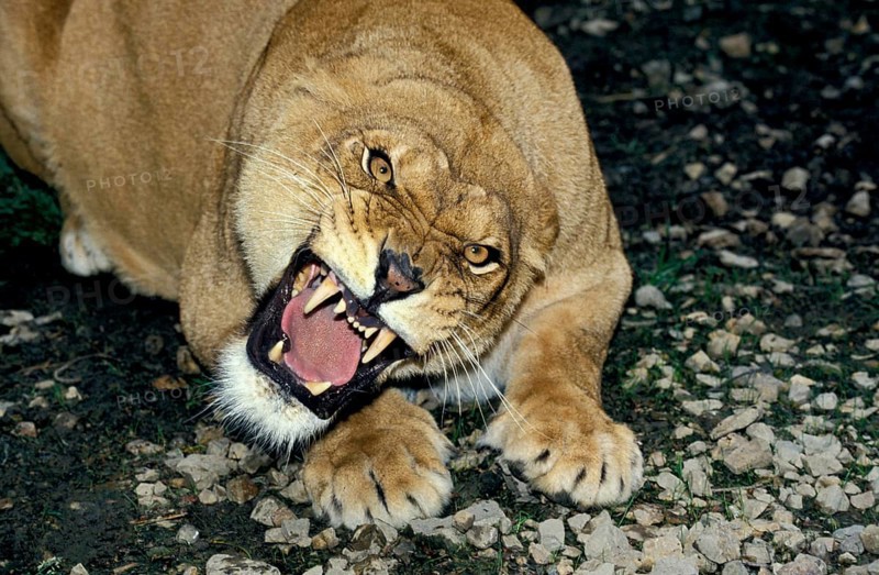 African Lion (panthera leo), Female Snarling