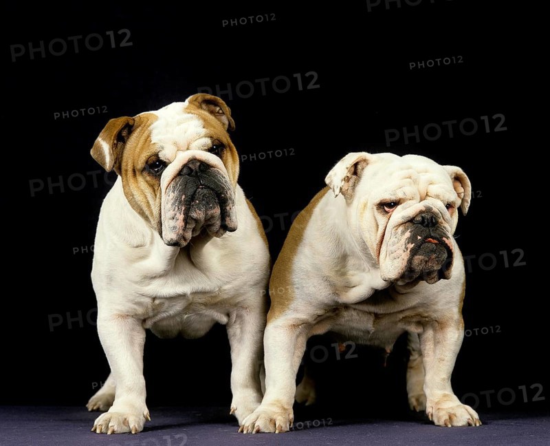 English Bulldog against Black Background