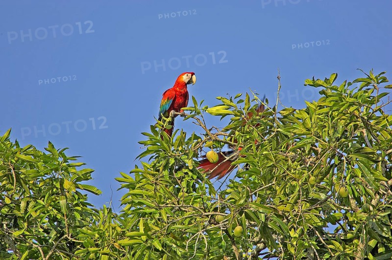 Scarlet Macaw (ara macao), Pair perched on Mango Tree, Los Lianos in Venezuela