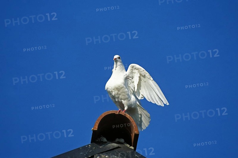 White Dove (columba livia), Adult with open Wings
