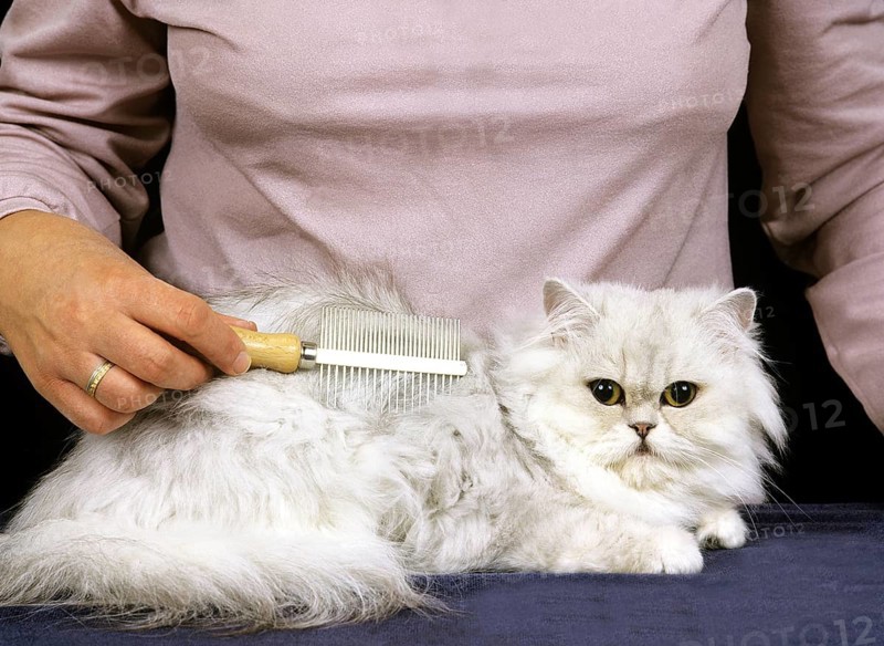 Woman Grooming a White Persian Domestic Cat, Brush