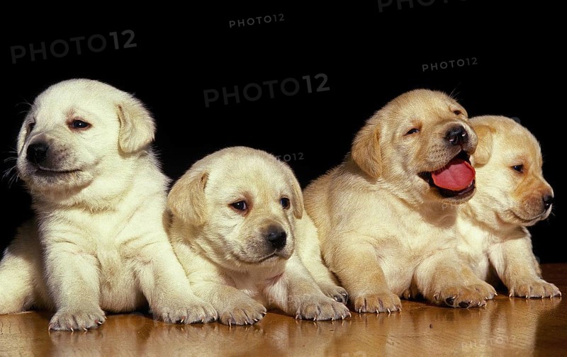 Yellow Labrador Retriever Puppies
