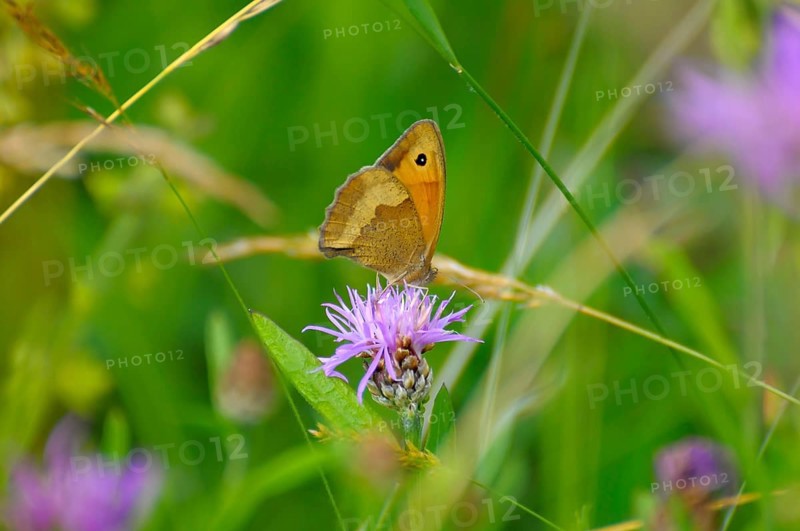 Fockenblume small hay butterfly on flower, meadow knapweed brown knapweed (Centaurea jacea), danube clouded yellow (Colias myrmidone)