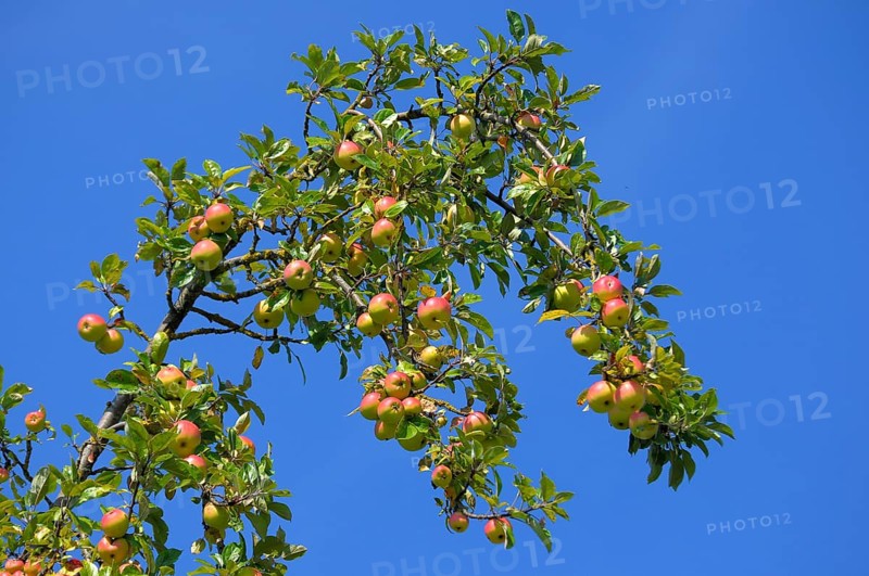 Apple tree, Branch, Variety : Alkmene