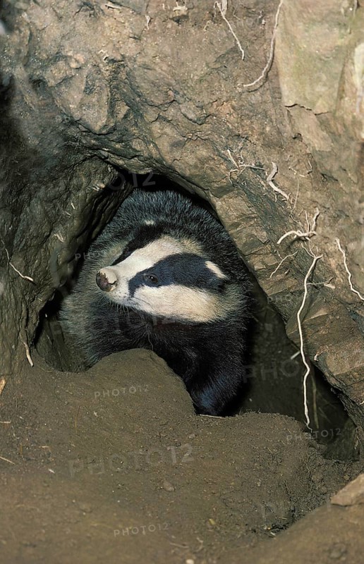 EUROPEAN european badger (meles meles), ADULT AT THE BURROW ENTRANCE, France, Europe