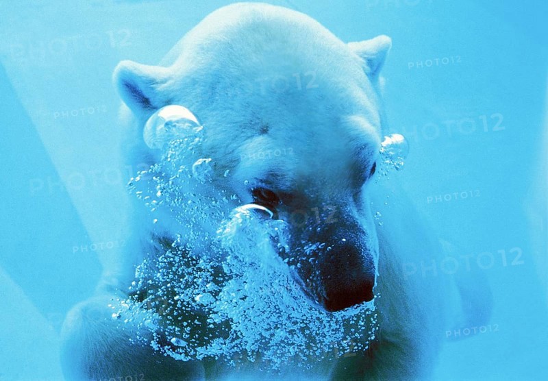 Polar bear (thalarctos maritimus), adult under water