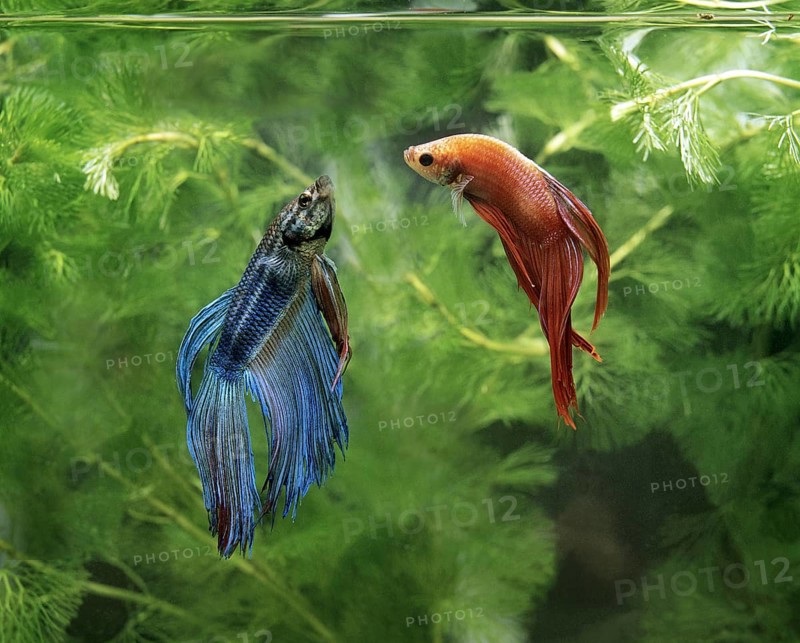 Fighting (betta splendens) Fish, Pair