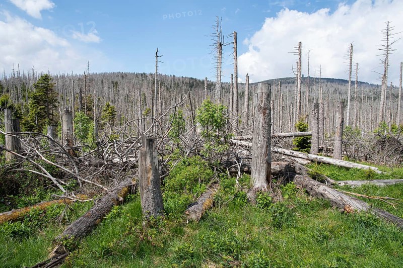 Spruce monoculture, standing and lying dead spruces after bark beetle infestation at the Brocken, incipient natural regeneration, Harz National Park, Germany, Europe