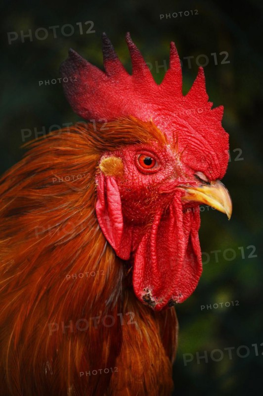 Rooster in traditional free range poultry farming