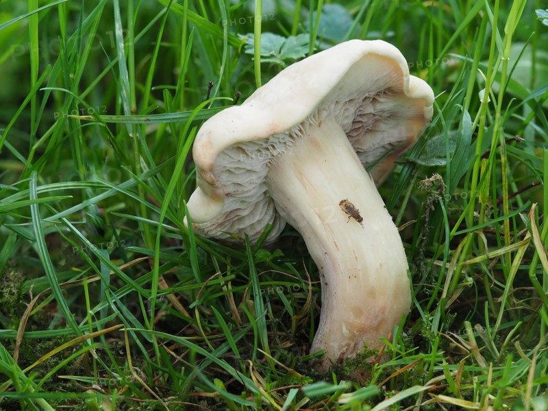 commonly known as St. George's mushroom (Calocybe gambosa), is an edible mushroom that grows mainly in fields, grass verges and roadsides