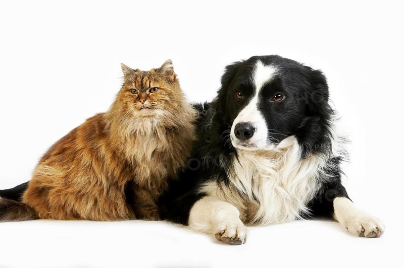Border Collie Male with Tortoiseshell Persian Female, Dog and Cat laying against White Background