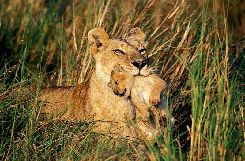 African Lion (panthera leo), Mother carrying Cub in its Mouth, Masai Mara Park in Kenya