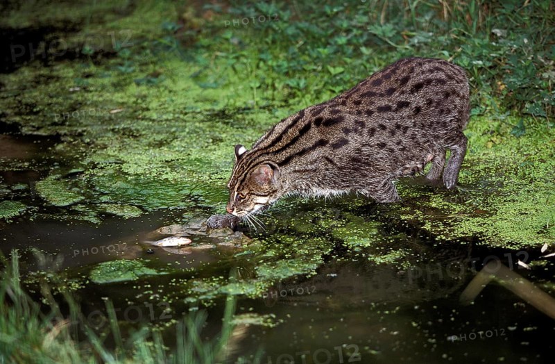 Fishing Cat (prionailurus viverrinus), Adult in Water, Fishing