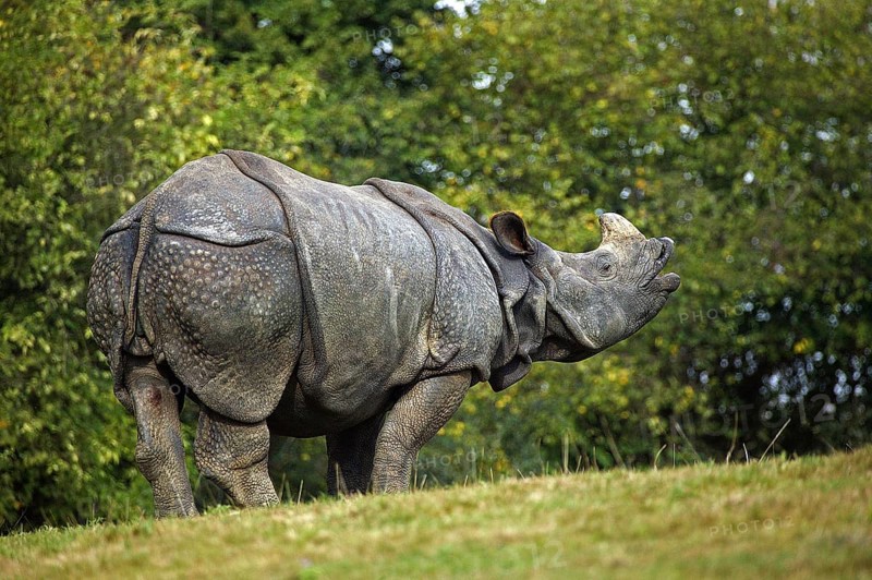 Indian rhinoceros (rhinoceros unicornis), adult Flehming