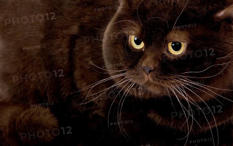 Chocolate British Shorthair Domestic Cat, Male
