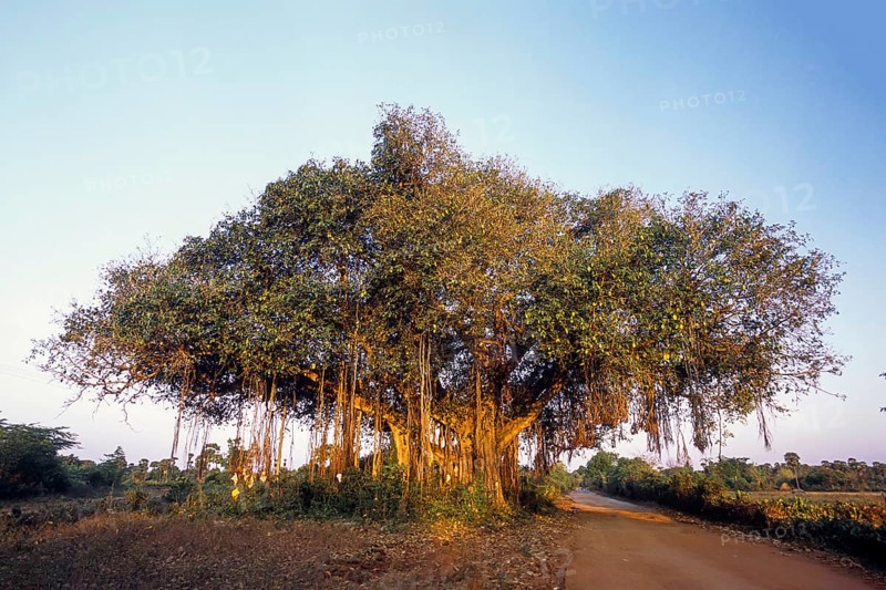 Indian Banyan tree (Ficus Benghalensis Linn) banyan fig, Tamil Nadu, South India, India, Asia