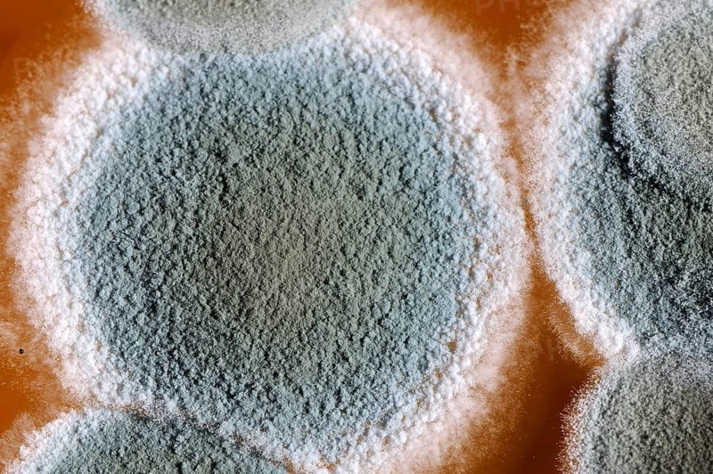 Mold cultures grow on substrate, mold culture, mold