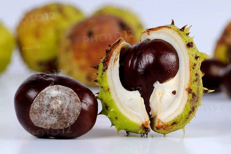 Horse chestnut (Aesculus hippocastanum), chestnut tree