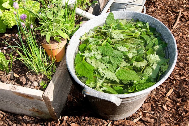 Herbal swill with stinging nettle (Urtica dioica), stinging nettle, stinging nettle swill, herbal swill