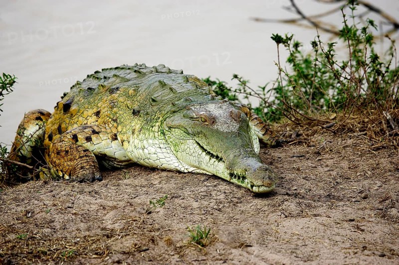 Orinoco Crocodile (crocodylus intermedius), Adult emerging from Water, Los Lianos in Venezuela