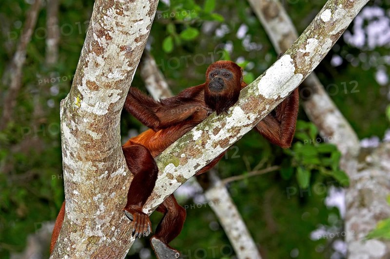 Red Howler Monkey (alouatta seniculus), Adult standing in Tree, Los Lianos in Venezuela