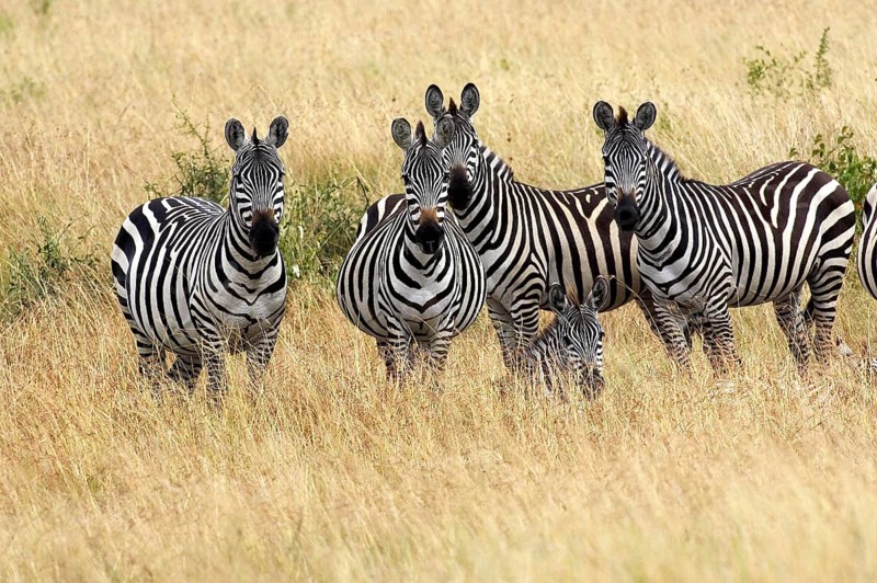 Burchell's Zebra (equus burchelli), Herd at Masai Mara Park in Kenya