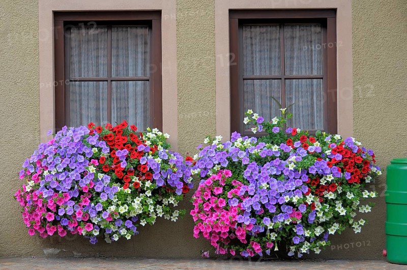 Baden-Württemberg, Black Forest Petunias at the window outside